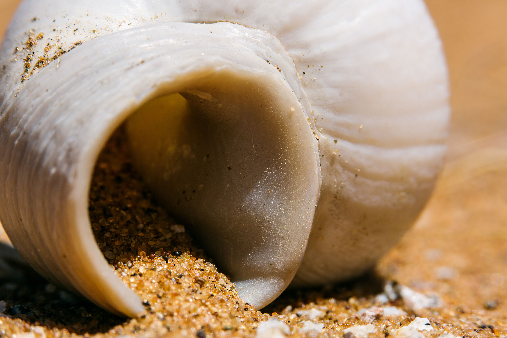 An empty Trigonephrus haughtoni shell collects sand. Wasps, bees and spiders have been observed utilising empty, sand-collecting Trigonephrus shells to construct stable nest cavities (Gess & Gess, 1999).