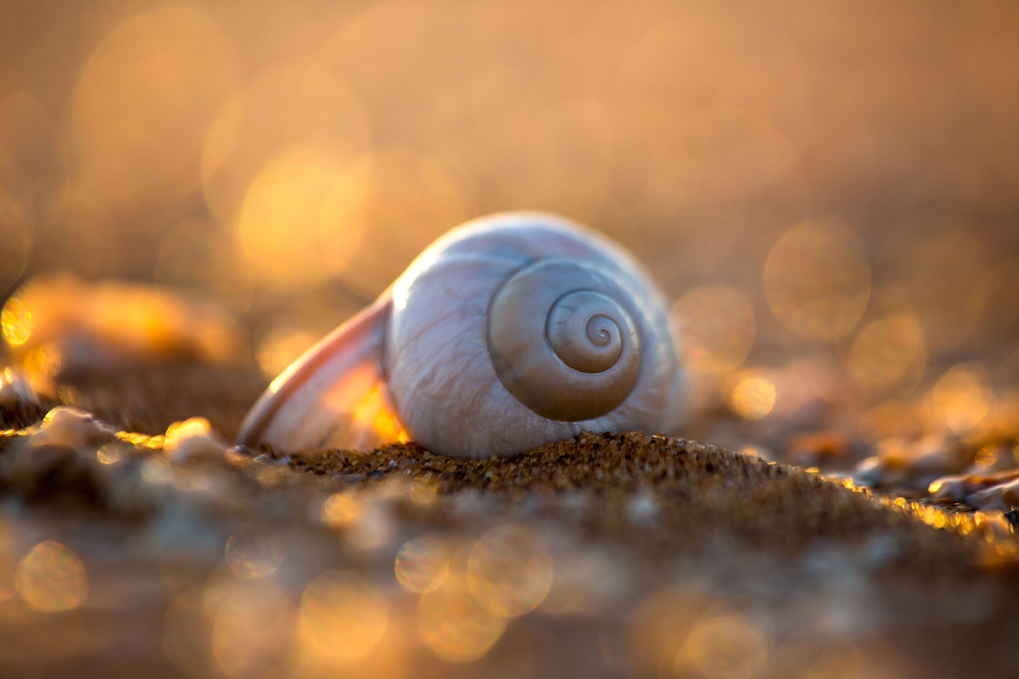A shell of Trigonephrus haughtoni found lying on a remote interdune area of the Namib Sand Sea.