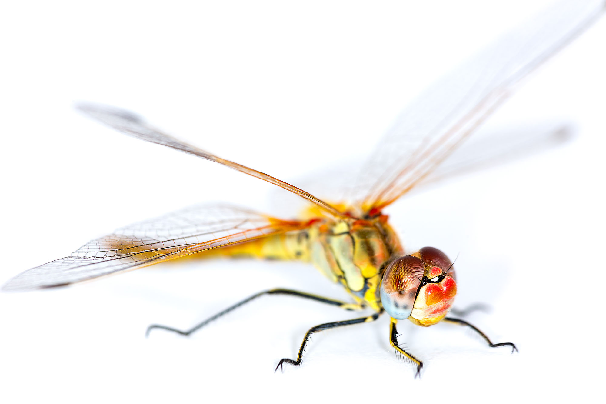 A juvenile Sympetrum fonscolombii found in the Namib Desert.