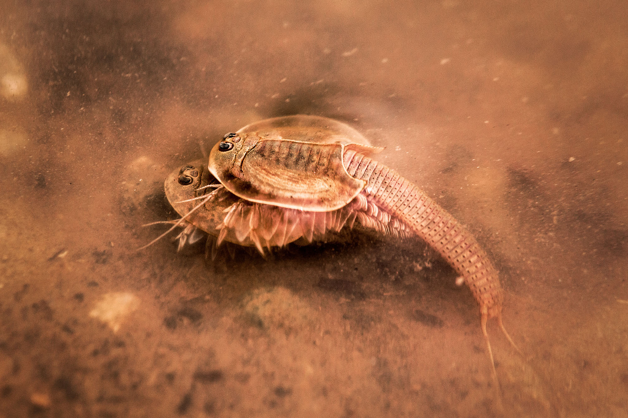 Triops attempting to mate at the bottom of the murky pool.