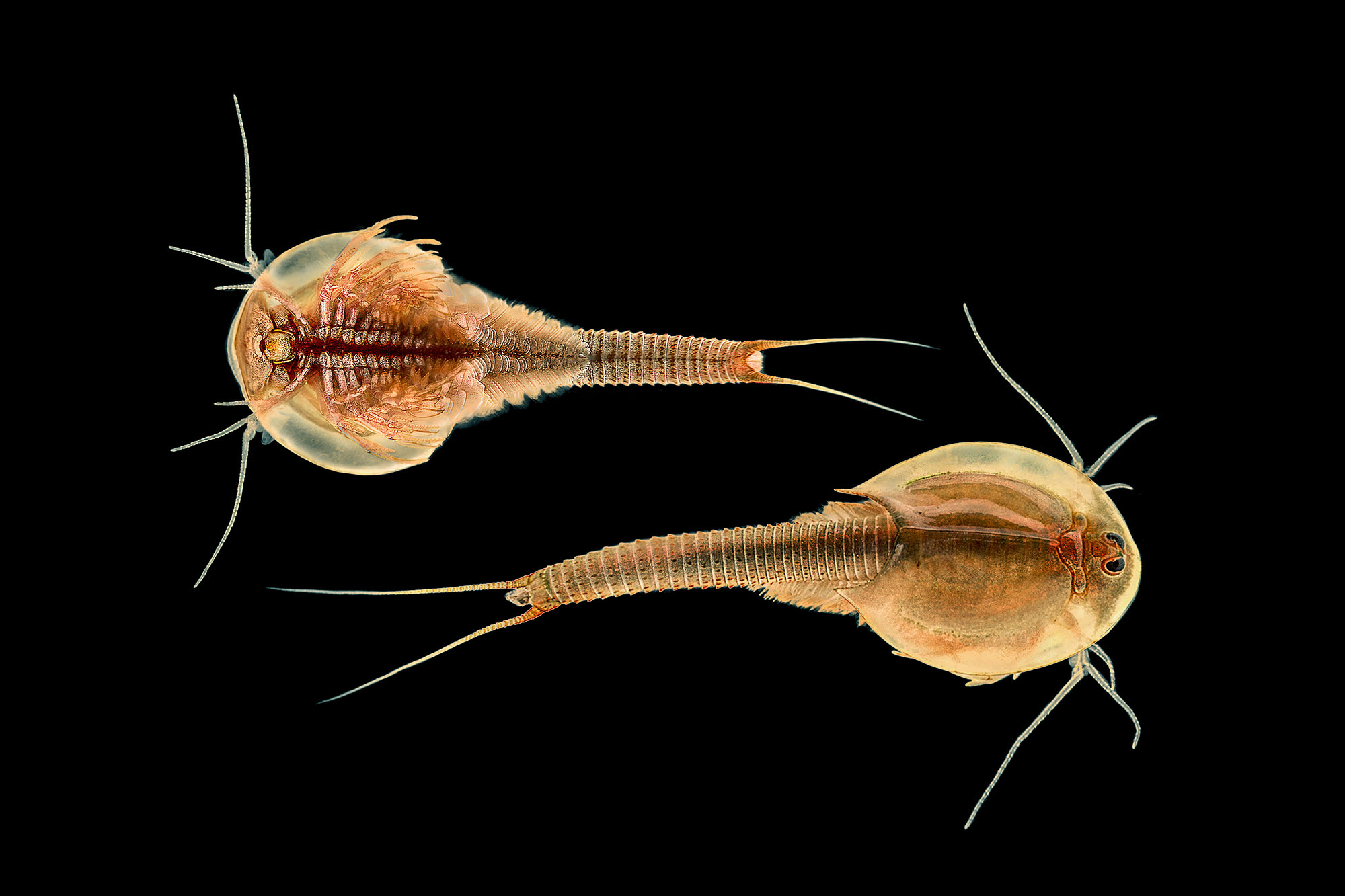 Bottom and top view of a Triops found in a temporary Namib Desert pool. It is believed that the species is Triops granarius - currently the only species of Triops known to occur in Namibia (Curtis, 1991b).