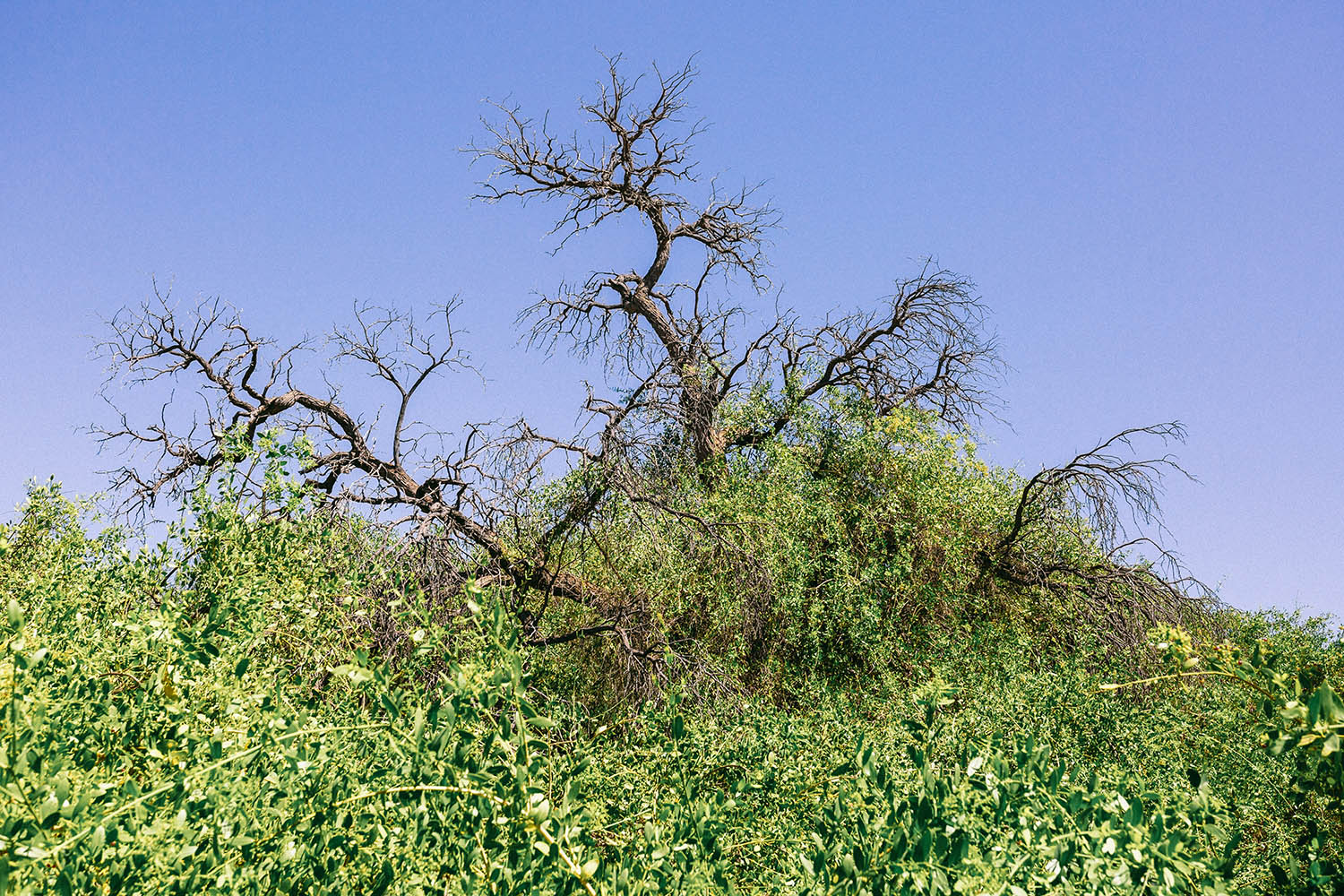 Salvadora persica engulfs a camel thorn tree