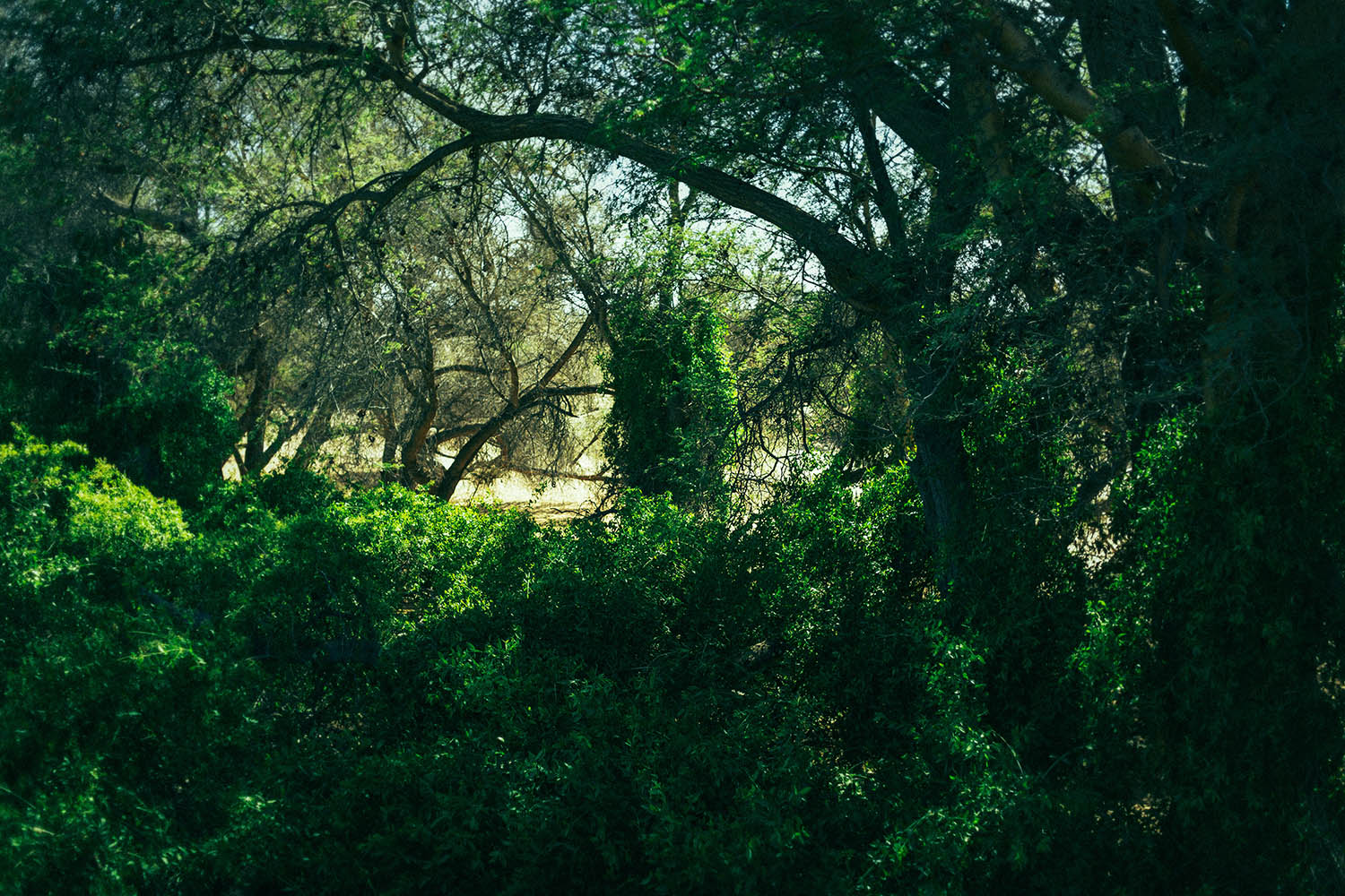 Masses of Salvadora bushes grow around trees in the Kuiseb, an uncharacteristic desert image