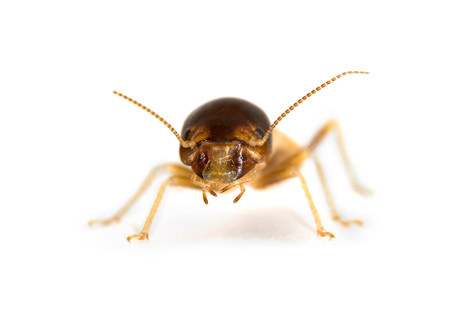 A termite worker of the species Hodotermes mossambicus