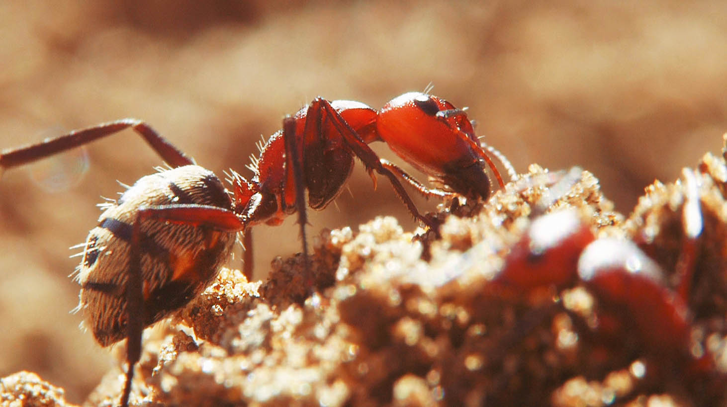 A dune ant, Camponotus detritus, drinks from a damp termite soil dump