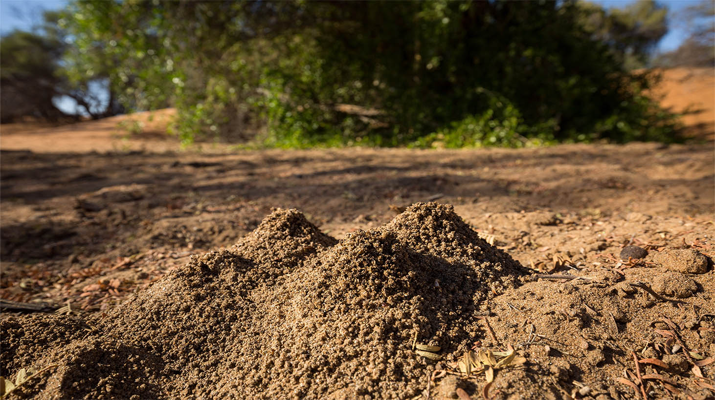 Termite soil dumps at the edge of the Kuiseb River