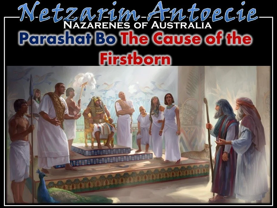 Bo- The Cause of the First-Born