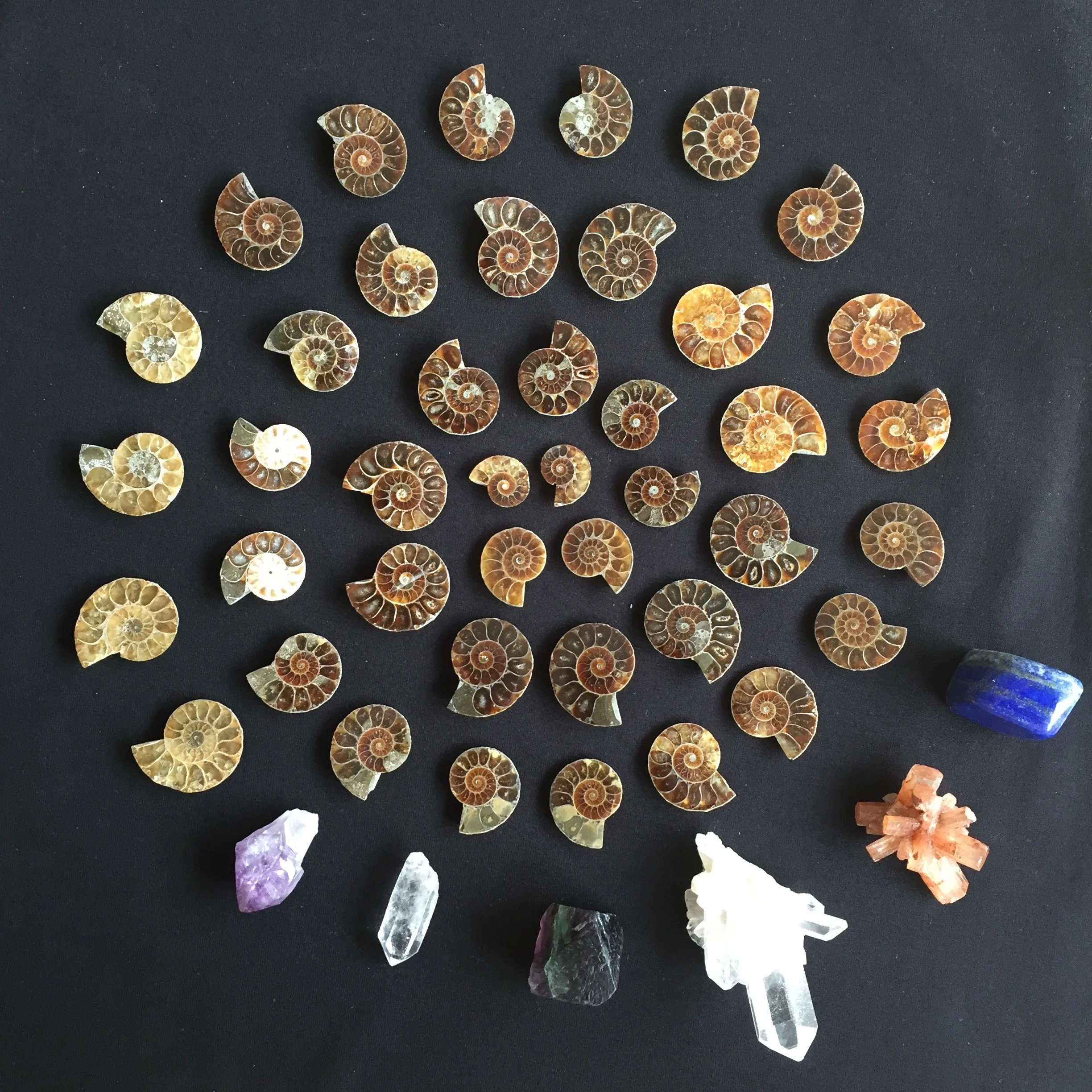 747 Paleo Ammonites
