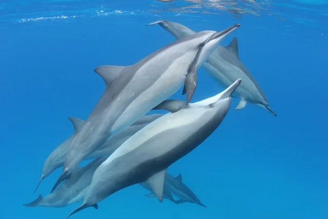 Dolphin-Love.jpeg