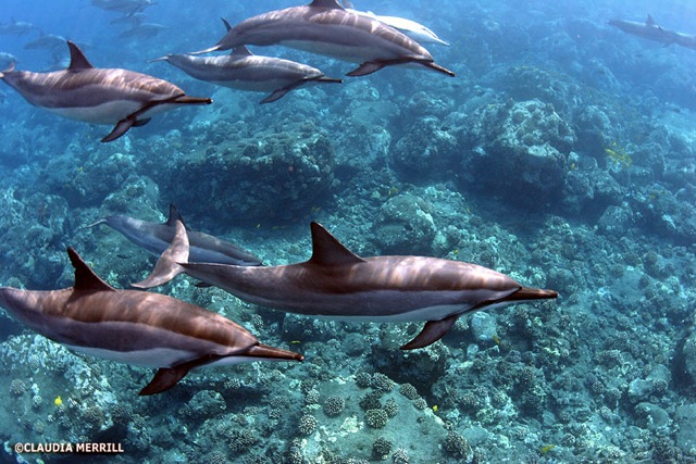 dolphinreef.jpeg