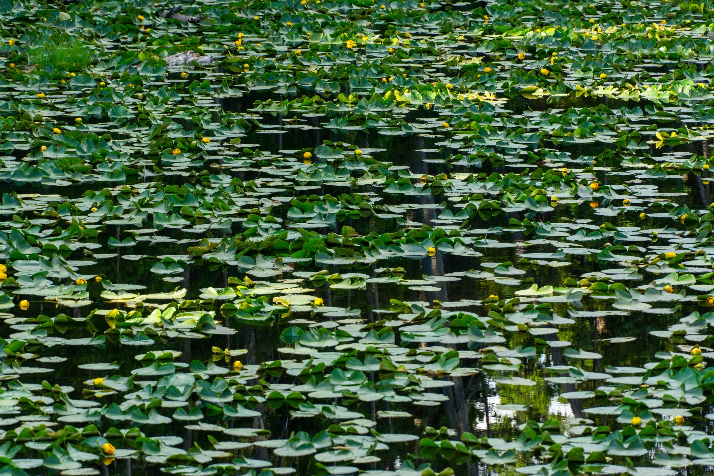 095DSC00003.jpg