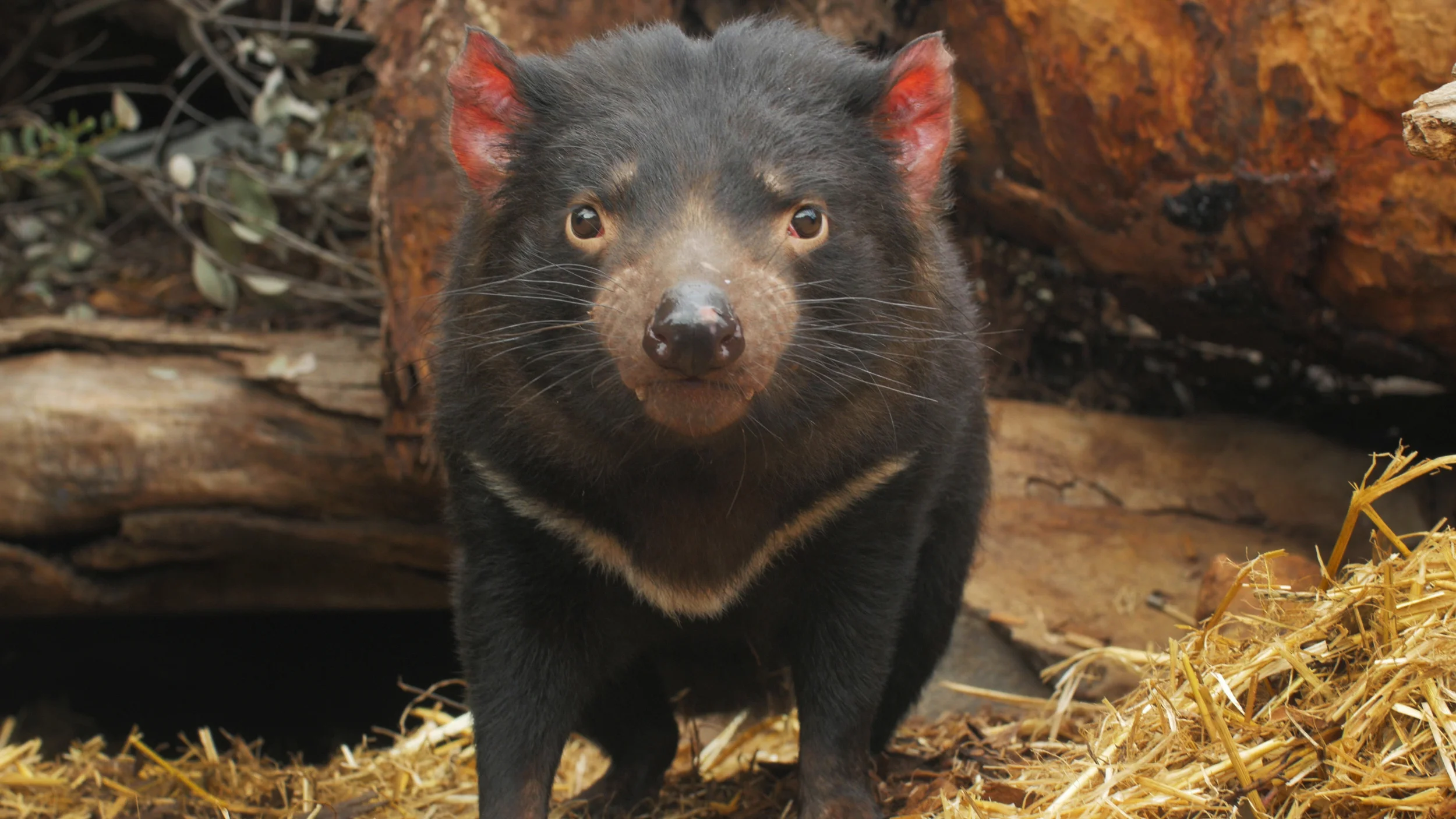 Tasmanian Devils - The Toledo Zoo and Aquarium