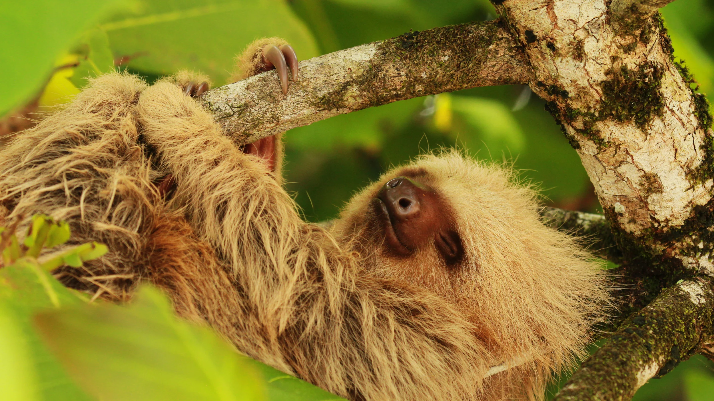 Running Wild Media - Costa Rica