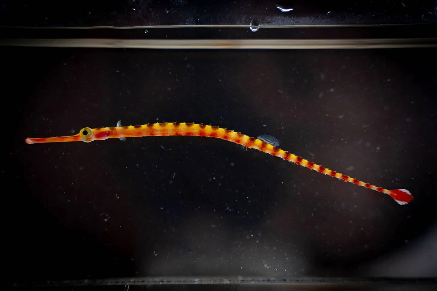 One of the new species of fish, a type of pipefish, that the Cal Academy of Sciences team brought up from their 500 ft depth dives in the Marshall Islands.

The Hope for Reefs team is one of only two teams in the world making dives to these depths, l