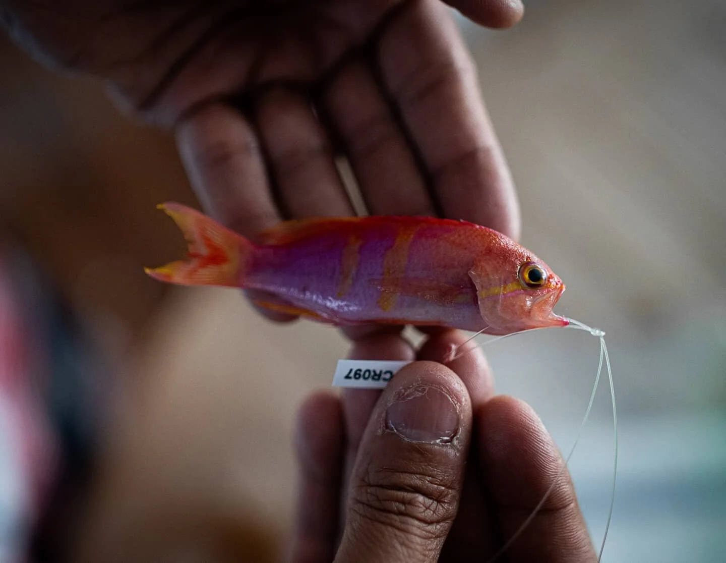 The @calacademy Hope for Reef initiative has taken it's team all over the world, diving on reefs at depths of around 500 ft. Myself and @journeying_justin were fortunate to be able to cover both their Brazil and Marshall Islands expeditions for @haka