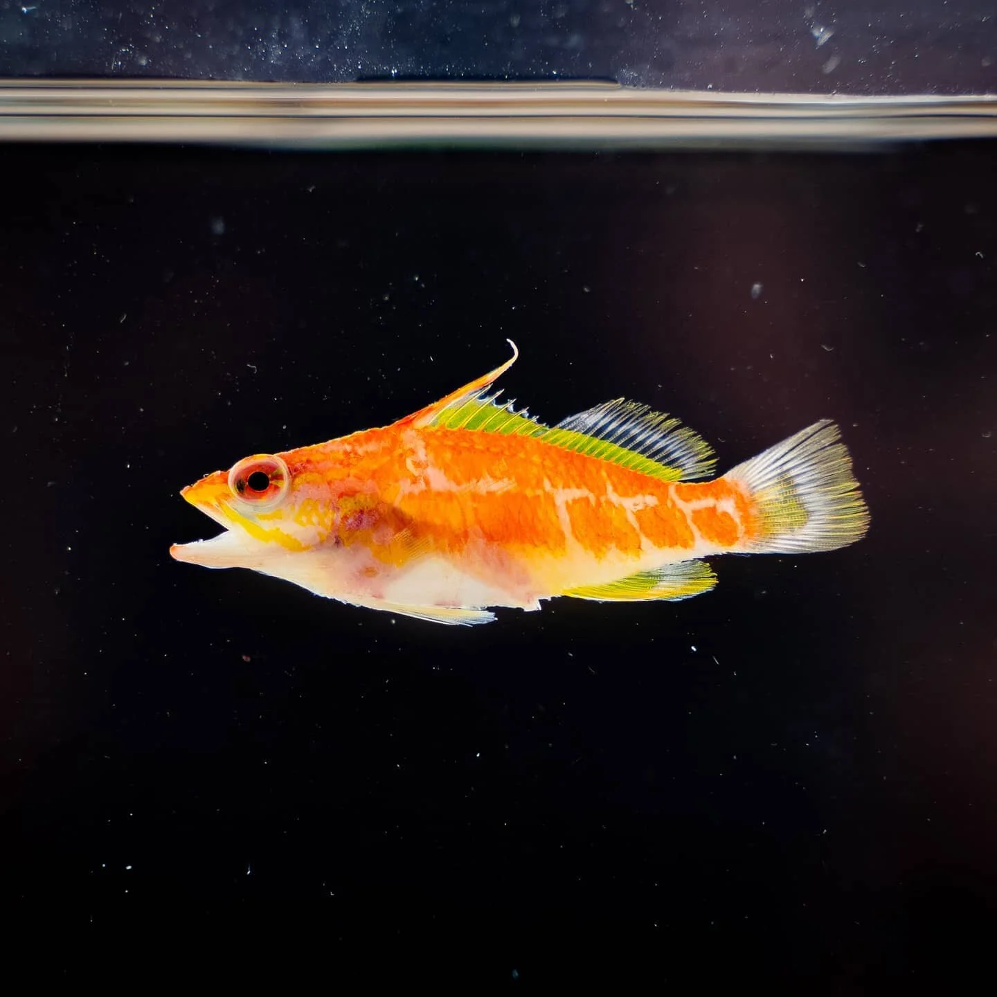 Another one of the new species of fish pulled up from the mesopohotic dive in the Marshall Islands expedition. 

#marshallislands #iakwe #exploretocreate #explore #sony #sonyalpha #sonya7iii #hakaimagazine #hakai #californiaacademyofsciences #calacad