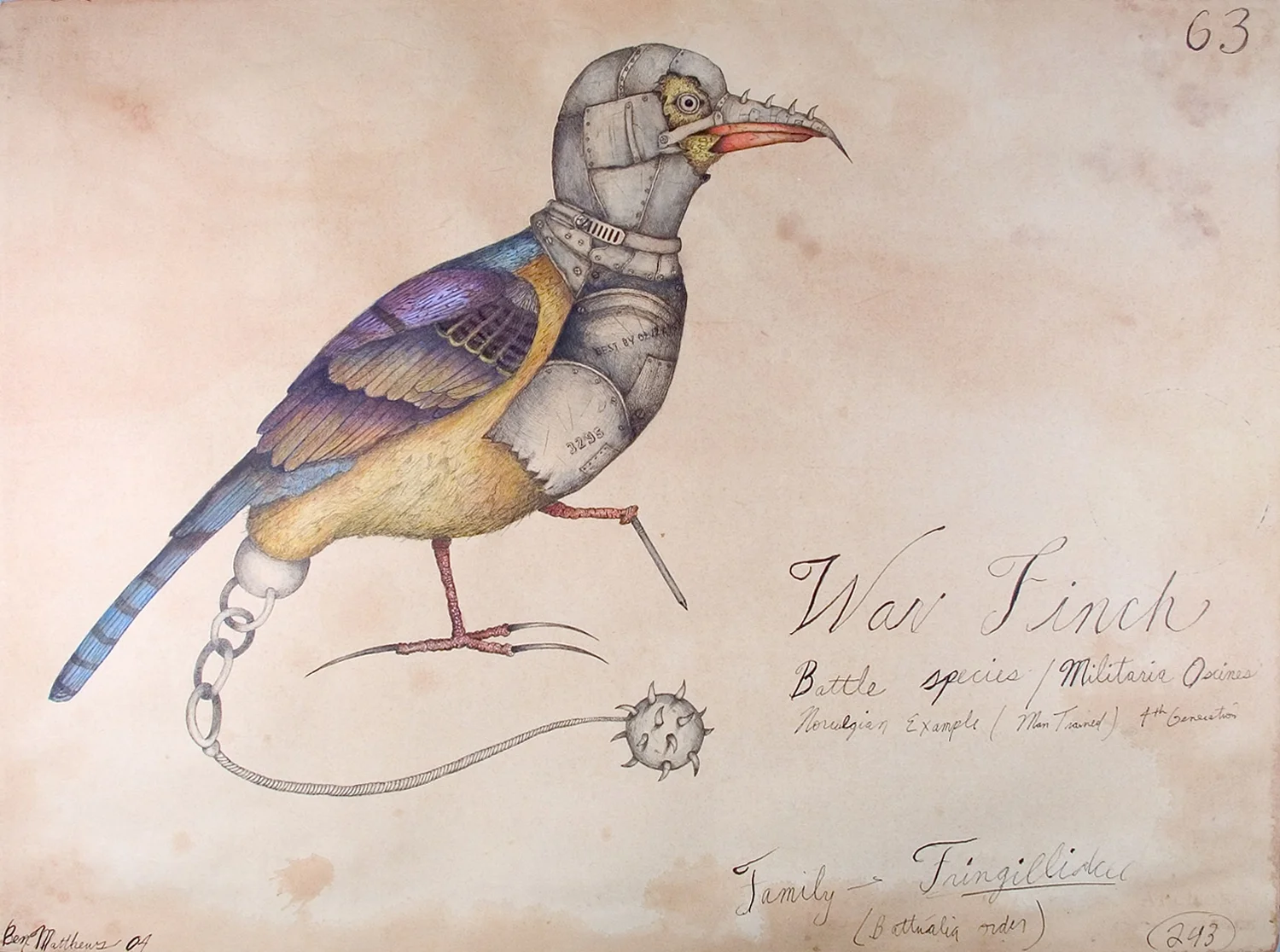 war finch.JPG