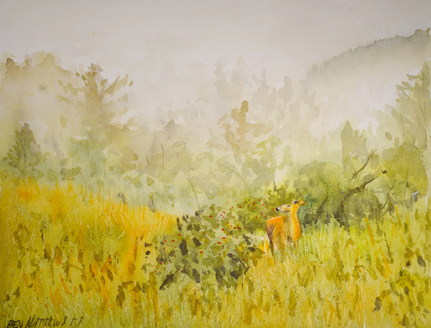 Deer in fog, Adirondacks