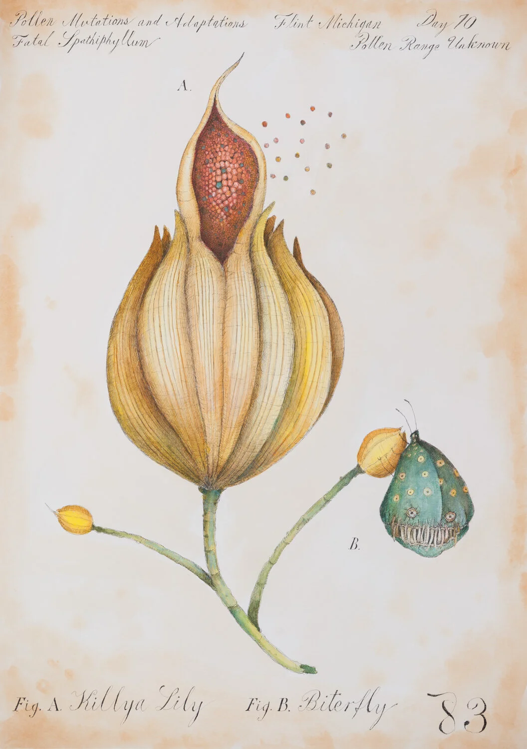 Killya Lily