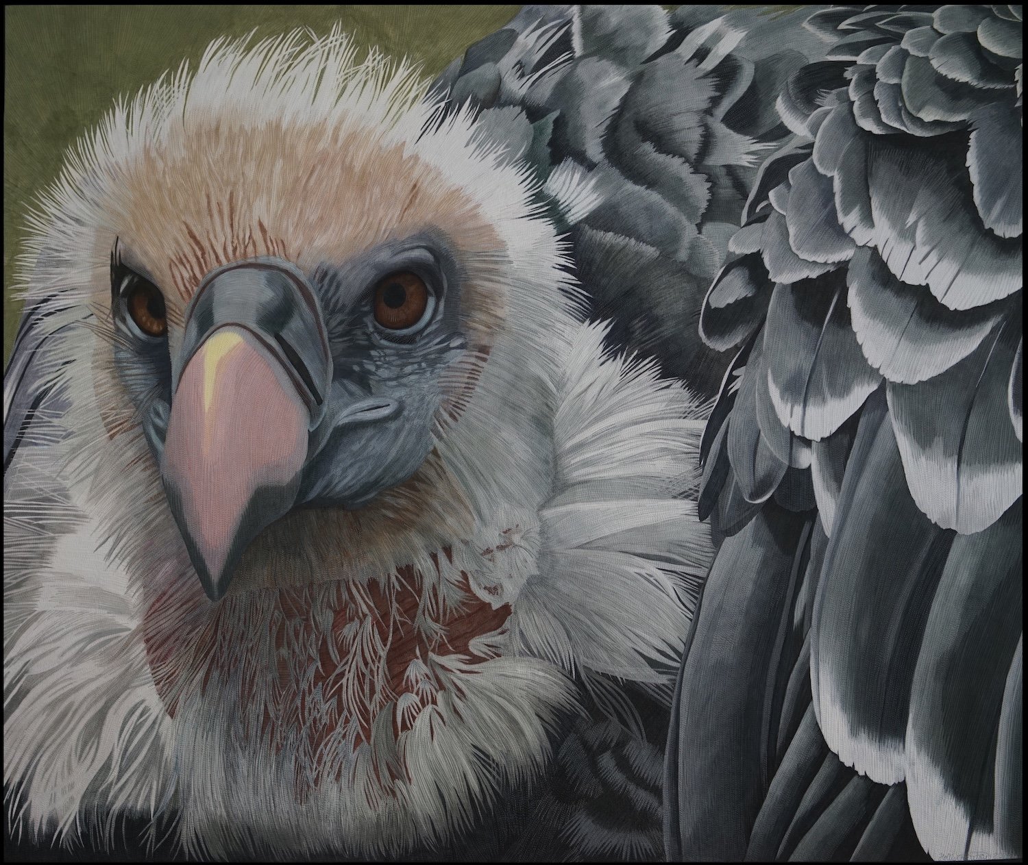 High Flying Rüppell's Griffon Vulture