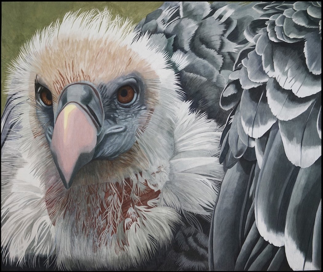 Ruppell's Griffon Vulture 2 copy.jpg