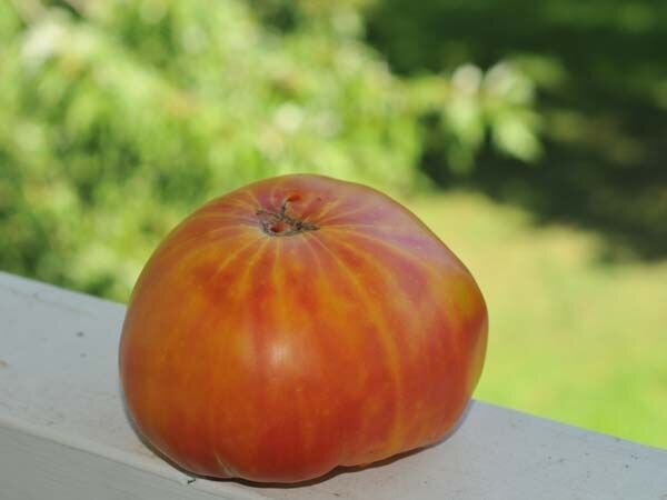 Slicer Tomatoes — Wild Grown Farm