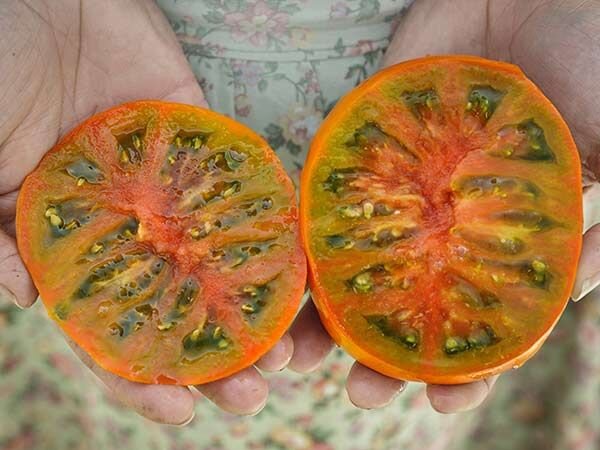 Orange Slicer Tomato (Solanum lycopersicum 'Orange Slicer') in