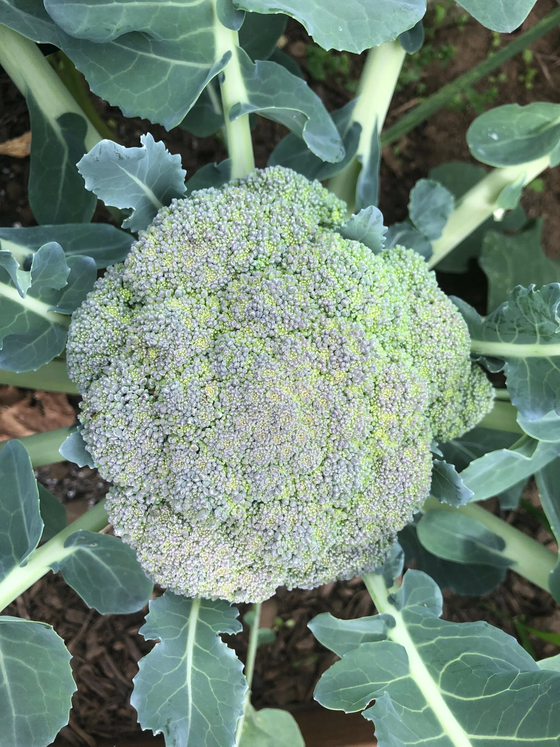 4CDADF52-5917-437F-BA67-780B5BFBA0CD