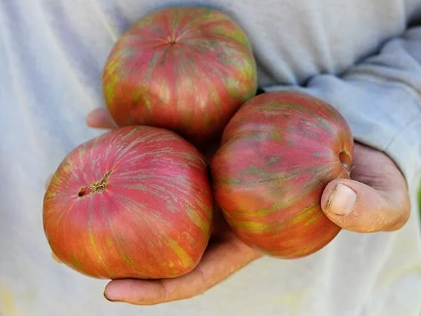 PinkBerkeleyTieDye.jpg