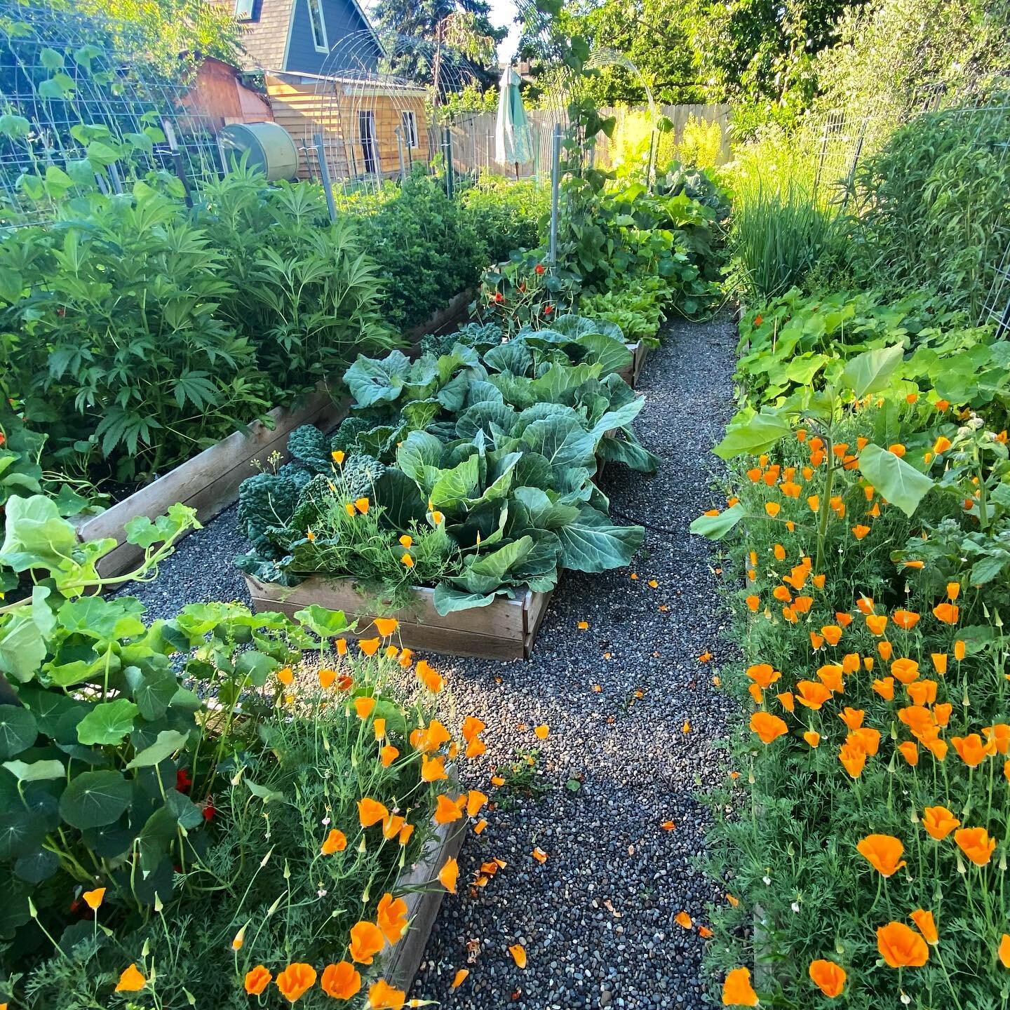 Our garden is really popping with all the warm weather! Best garden we&rsquo;ve ever had- just in time to move to a new property and build another one 😂

#backyarddesign #backyardgarden #gardener #gardenersworld #gardenideas #gardening #gardening101