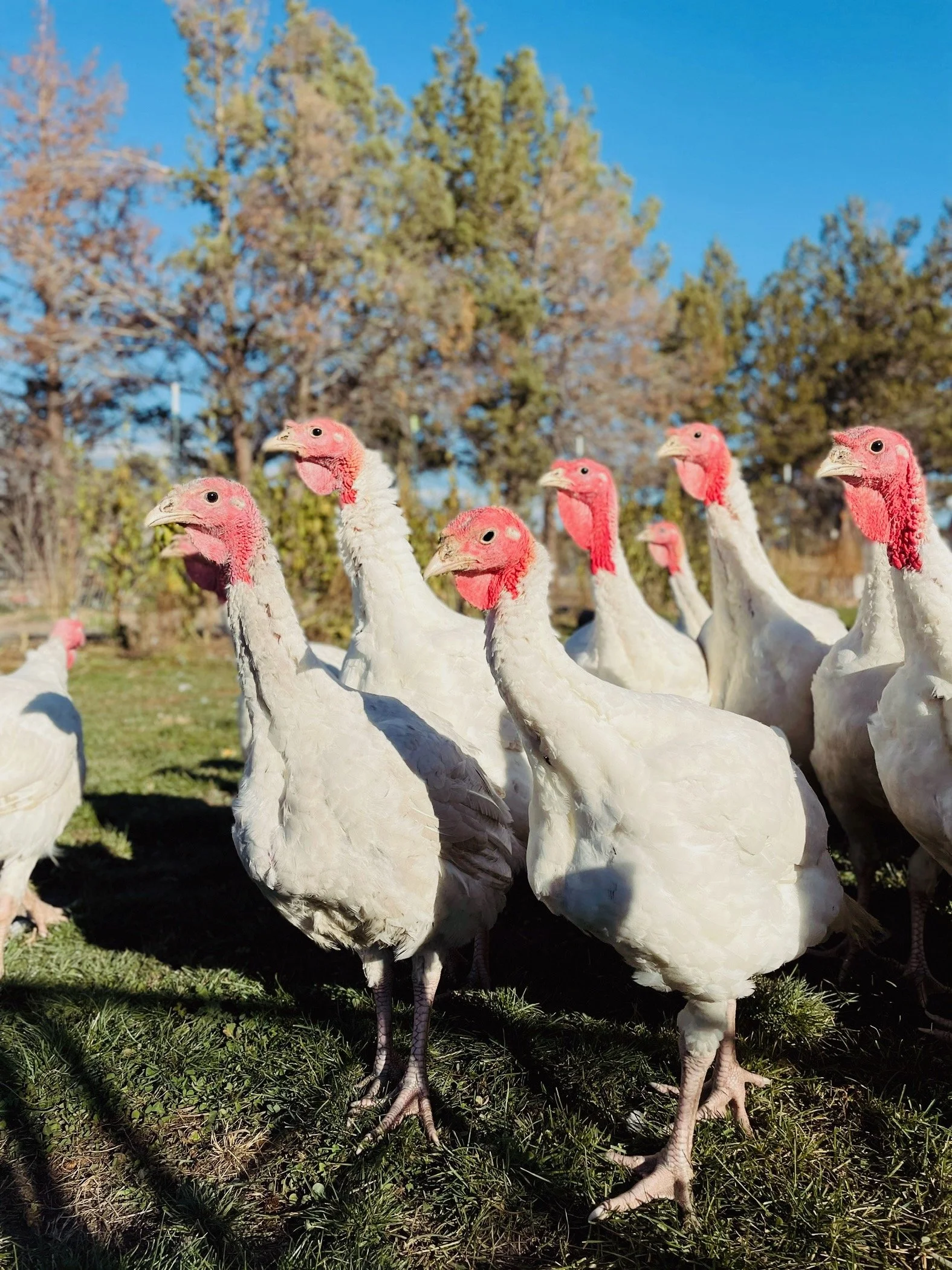 Pasture Raised Heritage Turkey