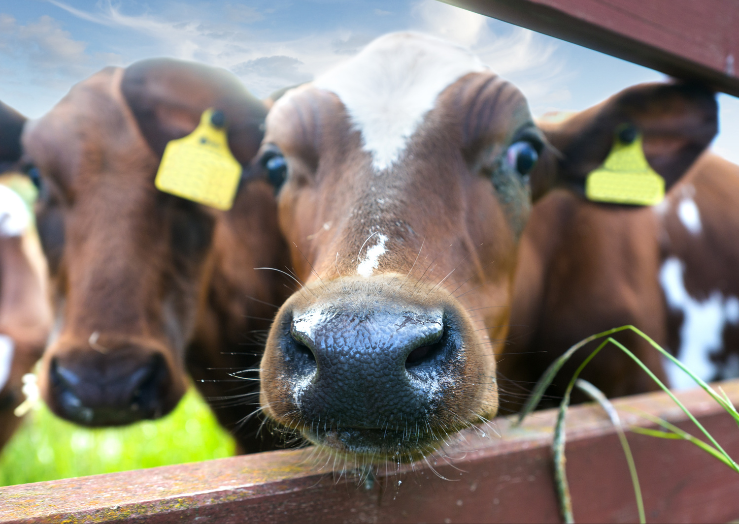 Animal feed — Fermented Nutrition Animal feed — Fermented Nutrition