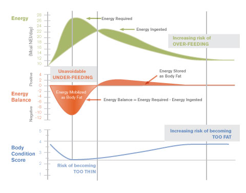 Negative Energy Balance and Subclinical Ketosis