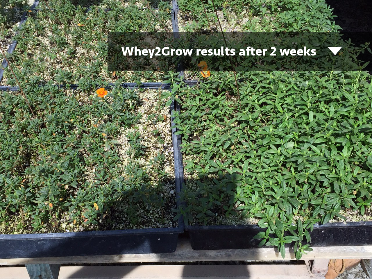 whey2grow_ground-cover.png