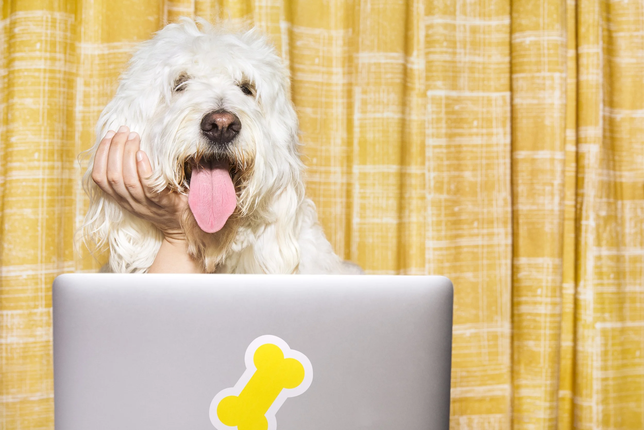 21-06 2089-03C TELEHEALTH_DOG_01_021.JPG