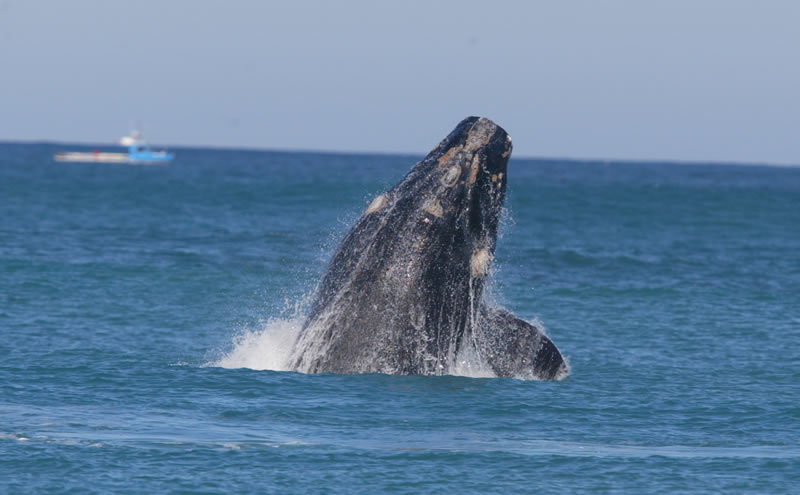 whale.jpg