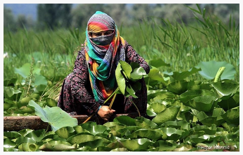 12   Picking Lotus Leaves.jpg