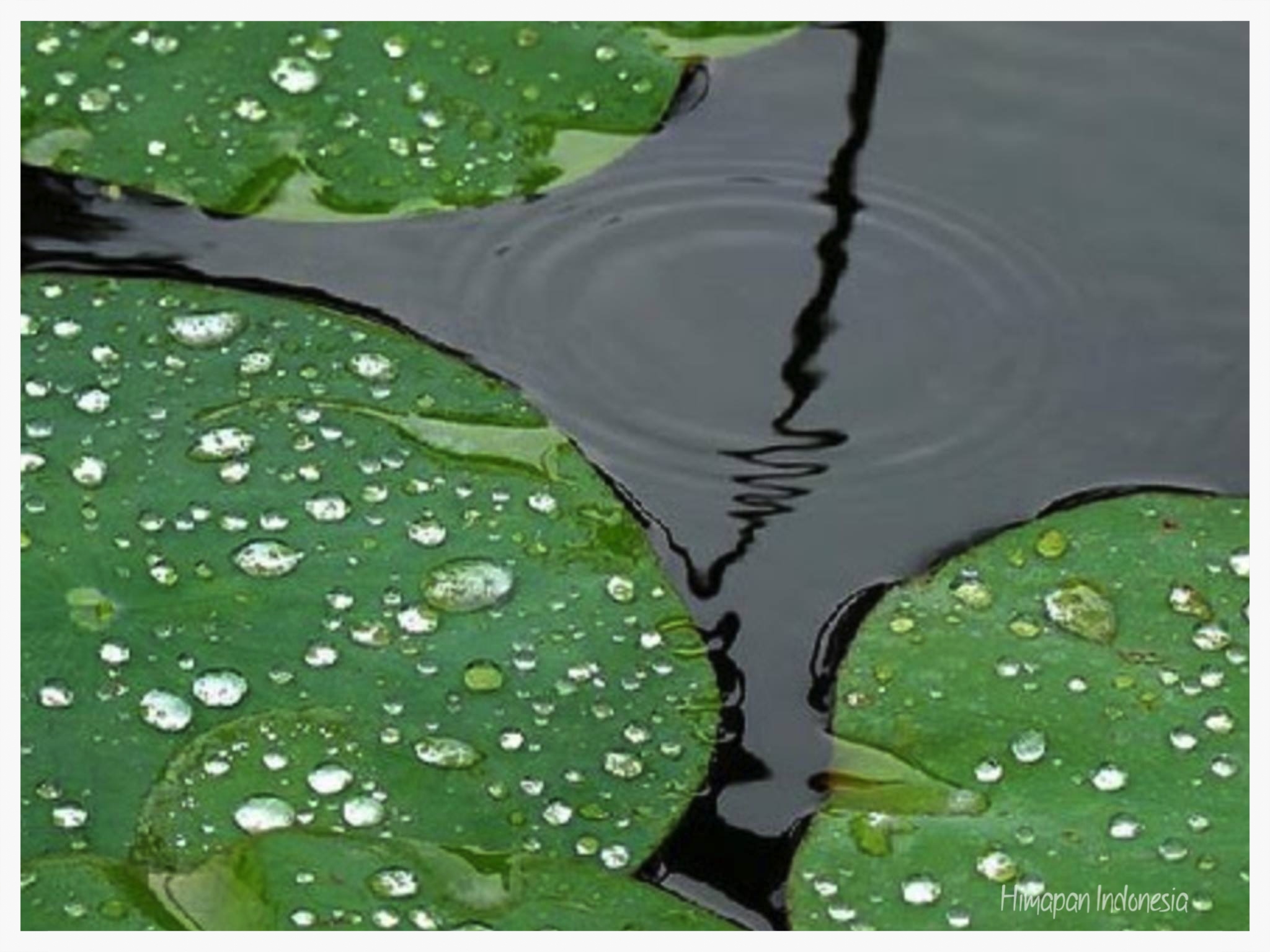 Lotus Leaves with water-1.jpg