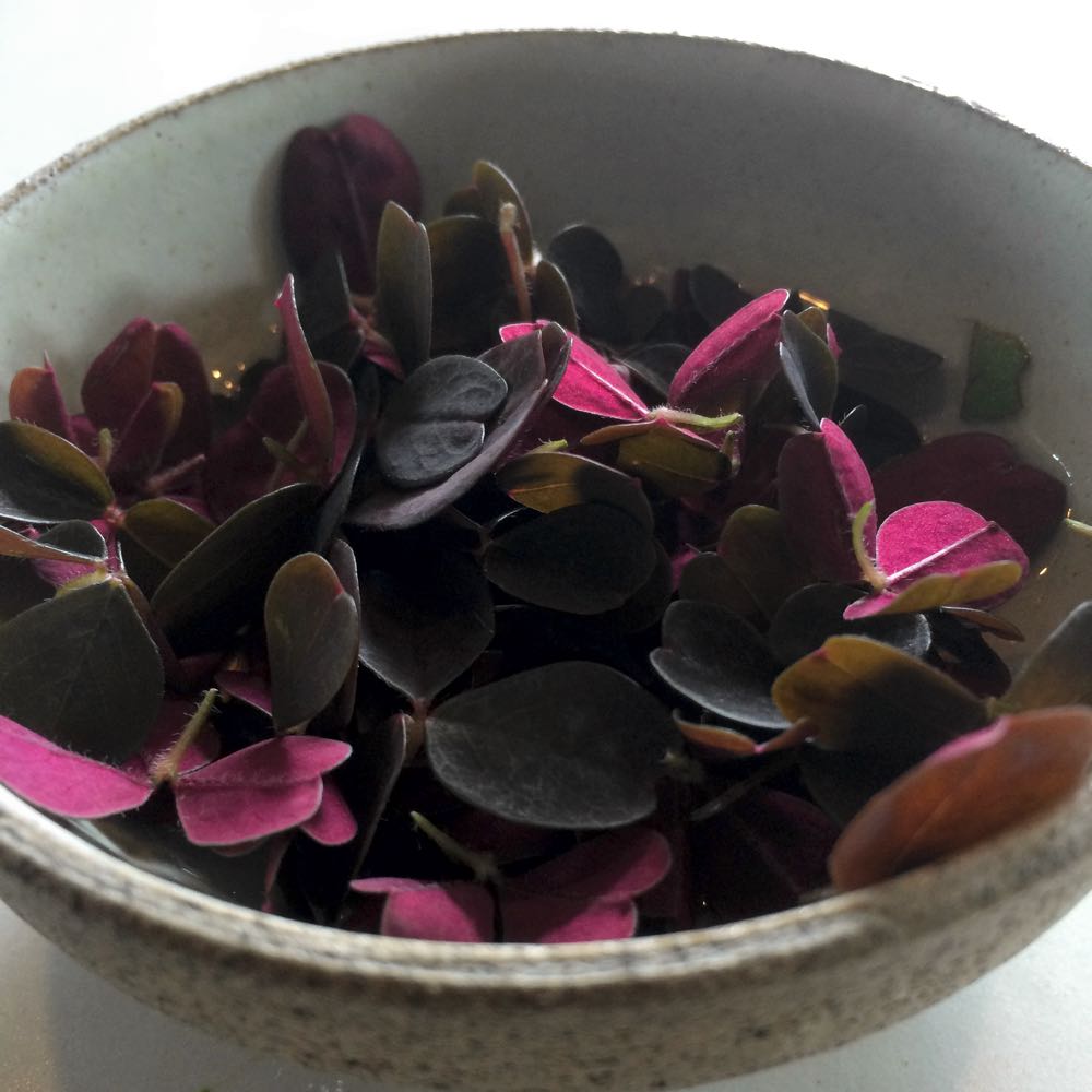 A Day at Noma - Copenhagen
