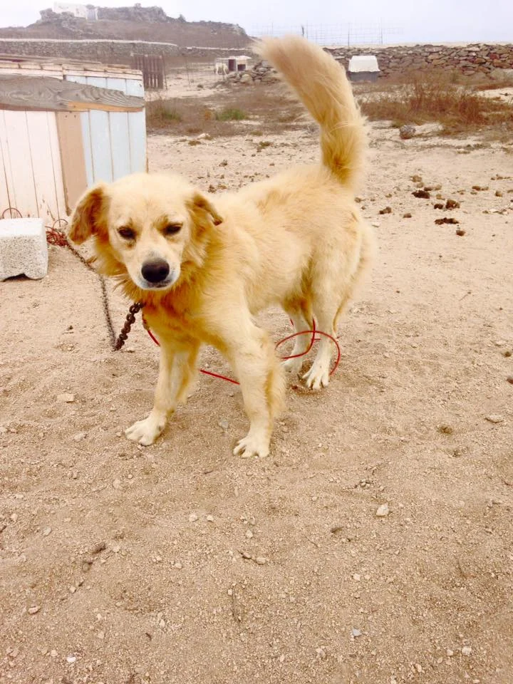 Dog 2 C.jpg