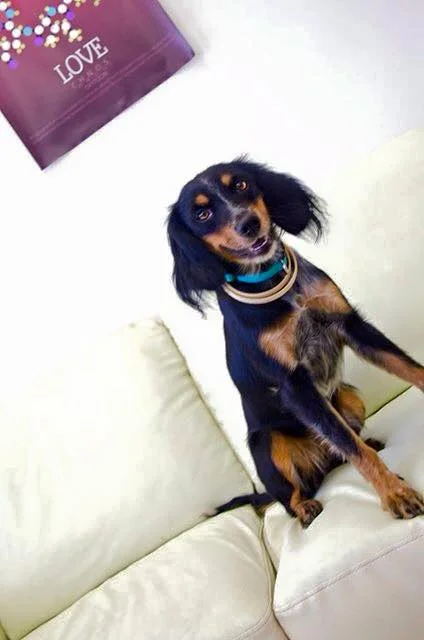 Dog 3 D.jpg