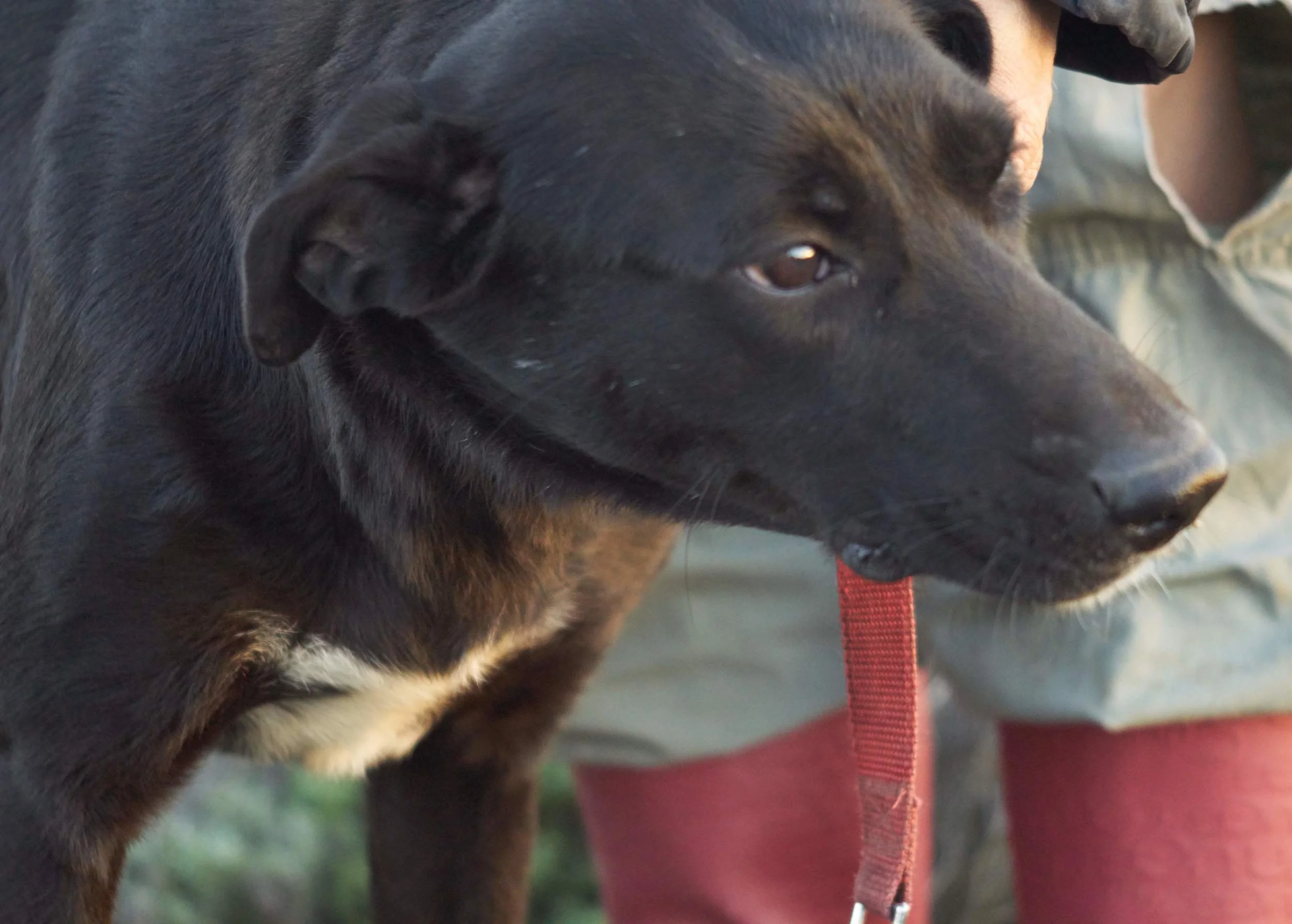 Elsa mix | Mykonos dog rescue and adoption