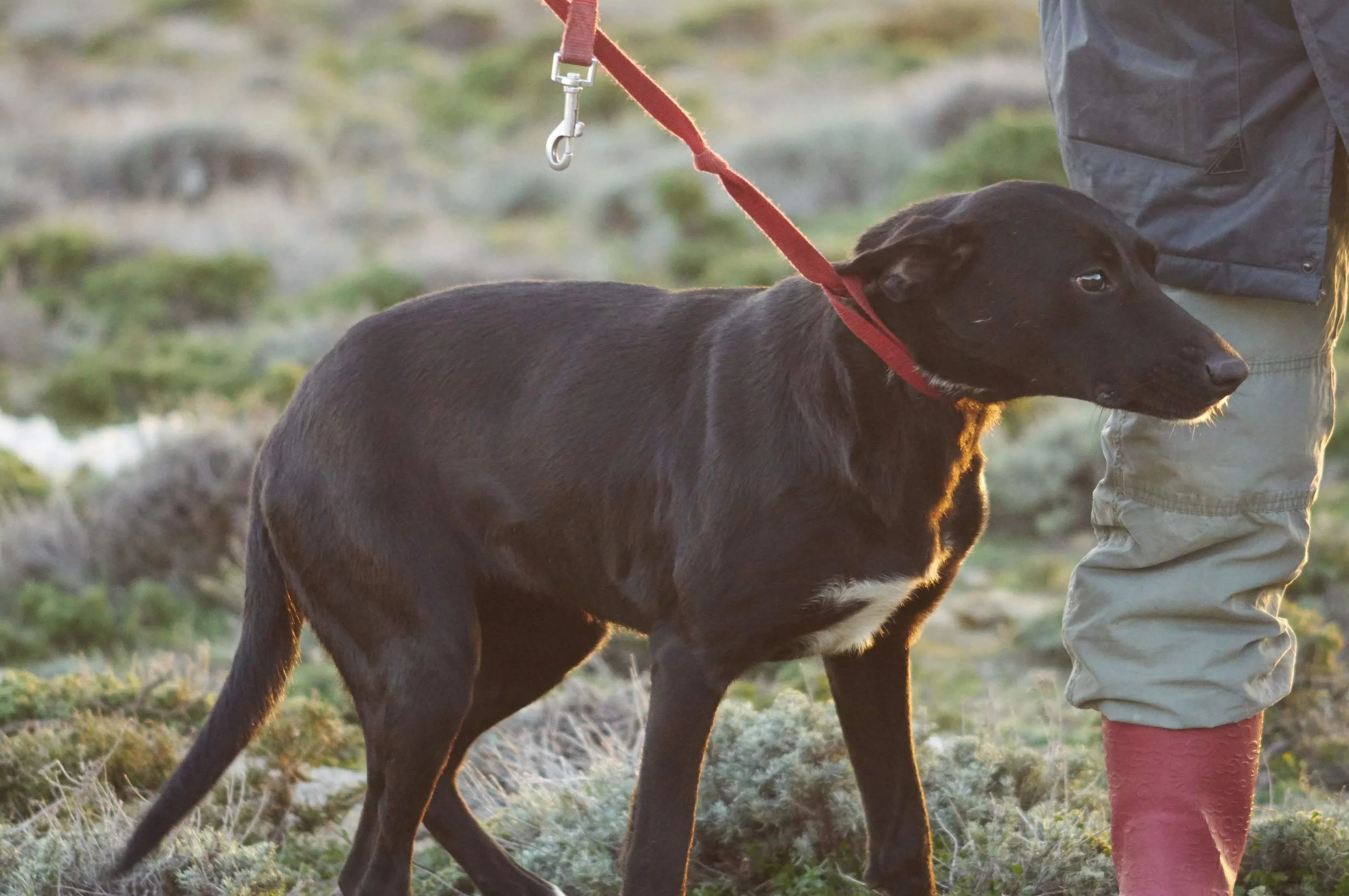 Elsa mix | Mykonos dog rescue and adoption