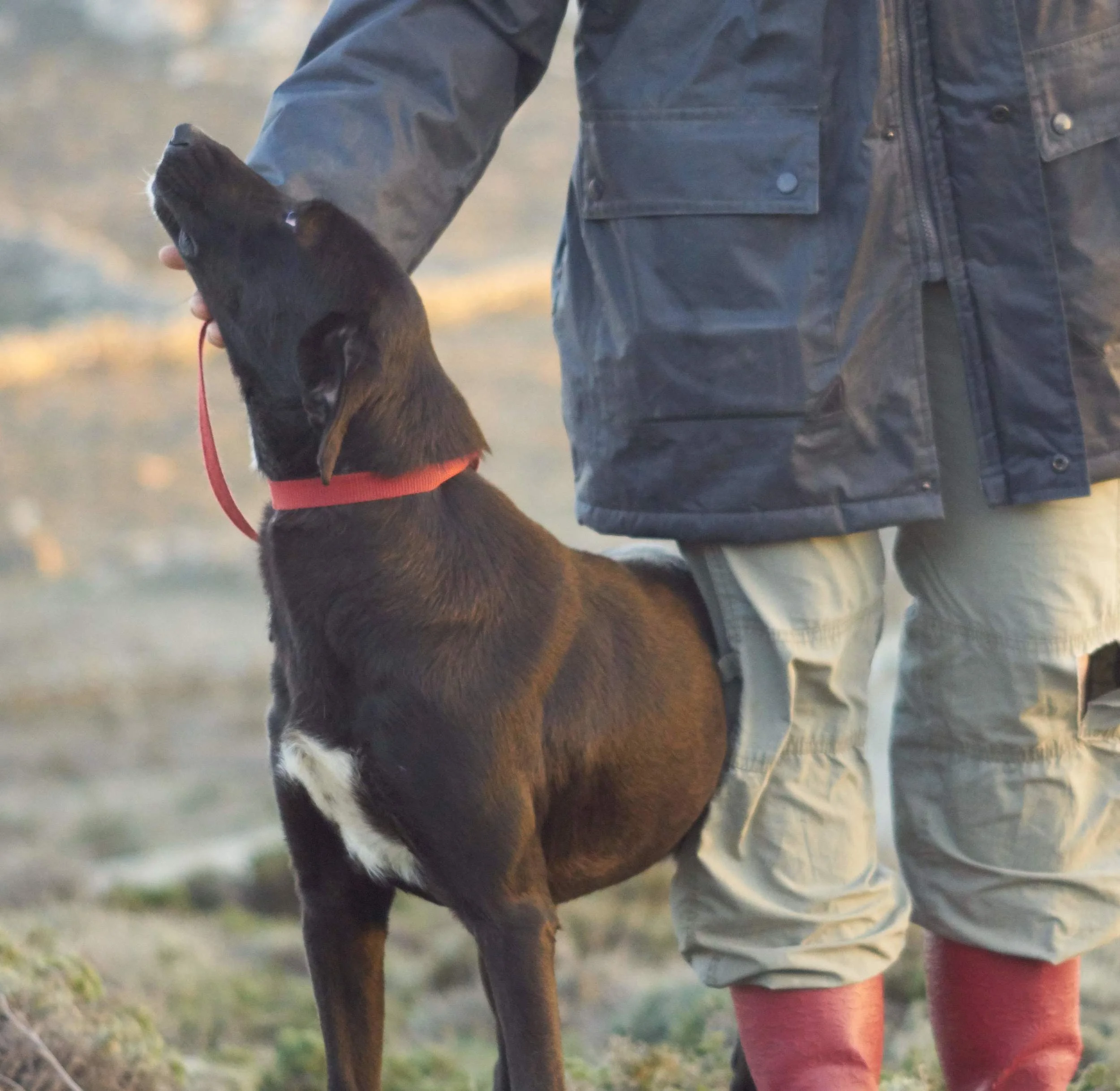 Elsa mix | Mykonos dog rescue and adoption