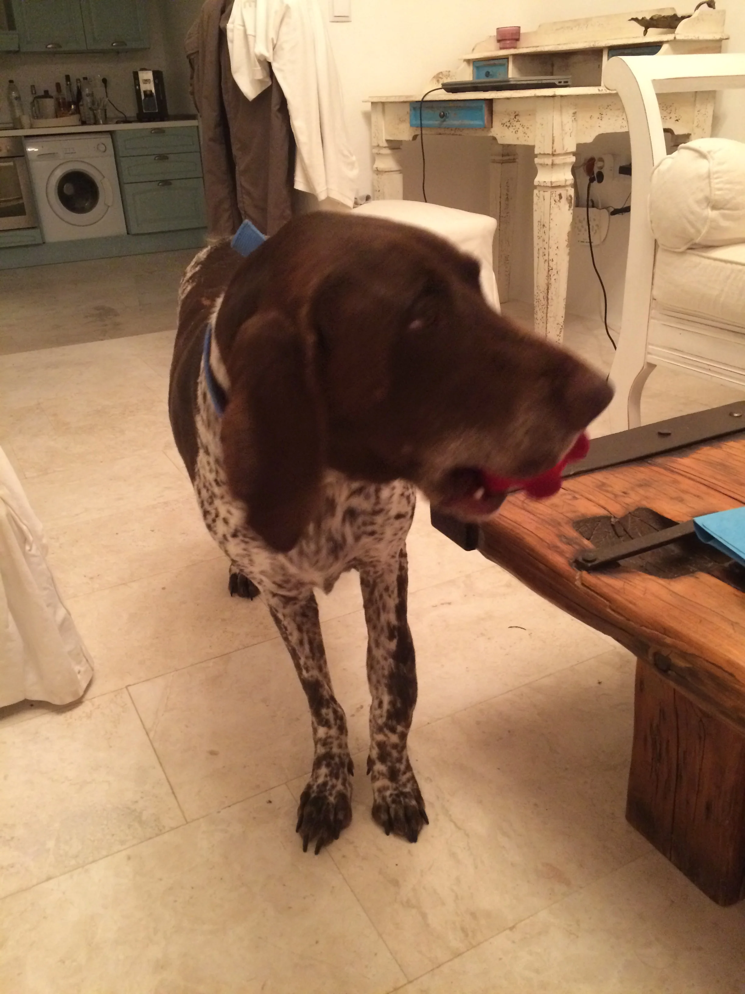 Victoria purebred hunting dog Kutcha | Mykonos dog rescue and adoption | Kelly Noguerol