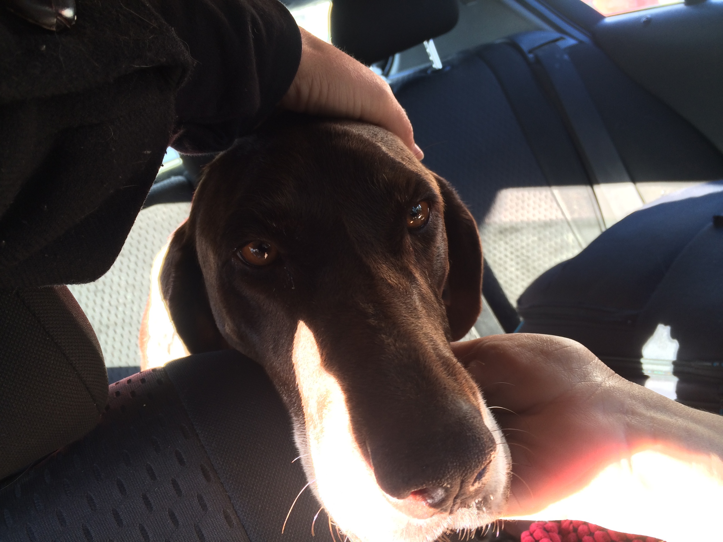 Victoria purebred hunting dog Kutcha | Mykonos dog rescue and adoption | Kelly Noguerol