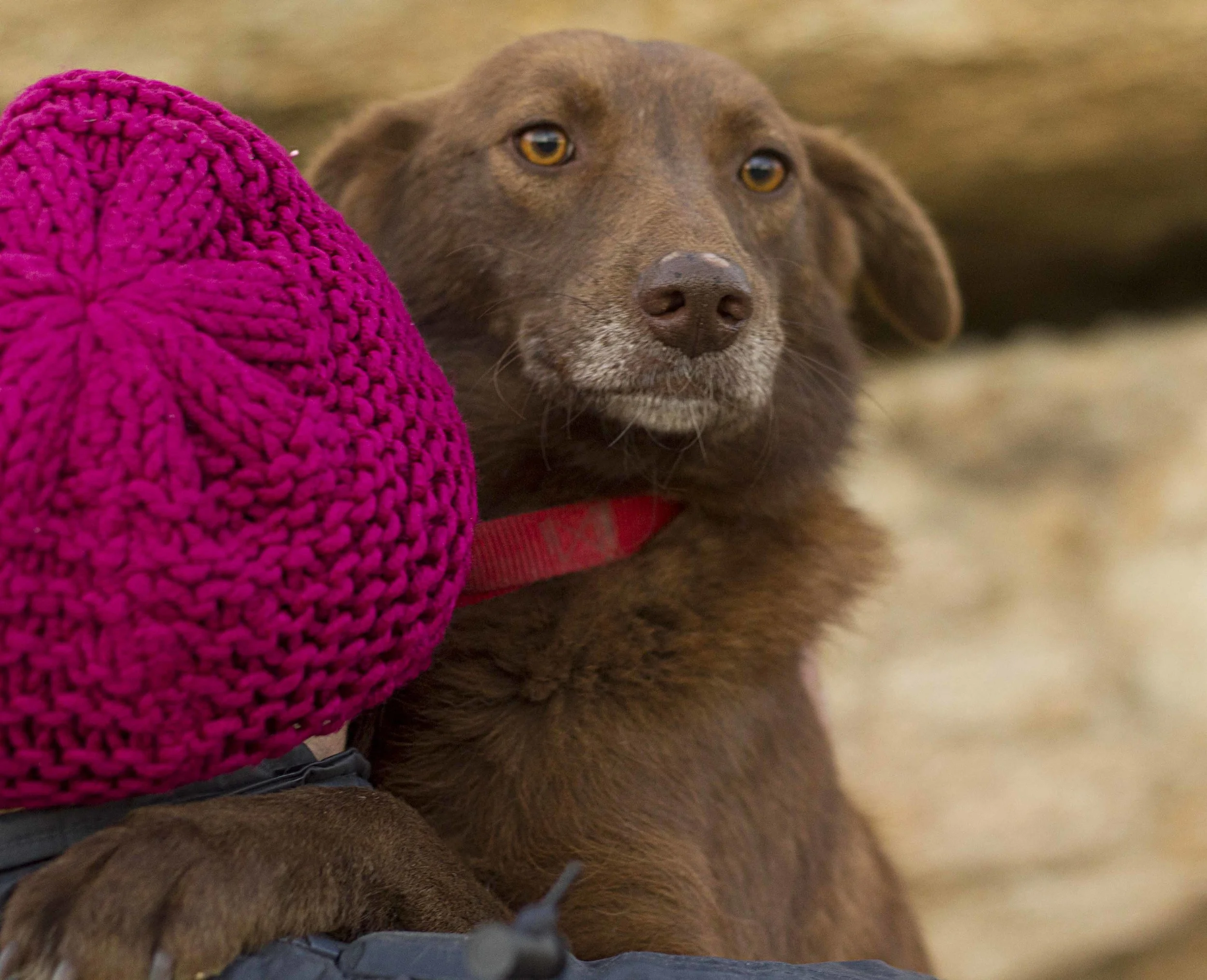 Kanela Alastian mix | Mykonos dog rescue and adoption
