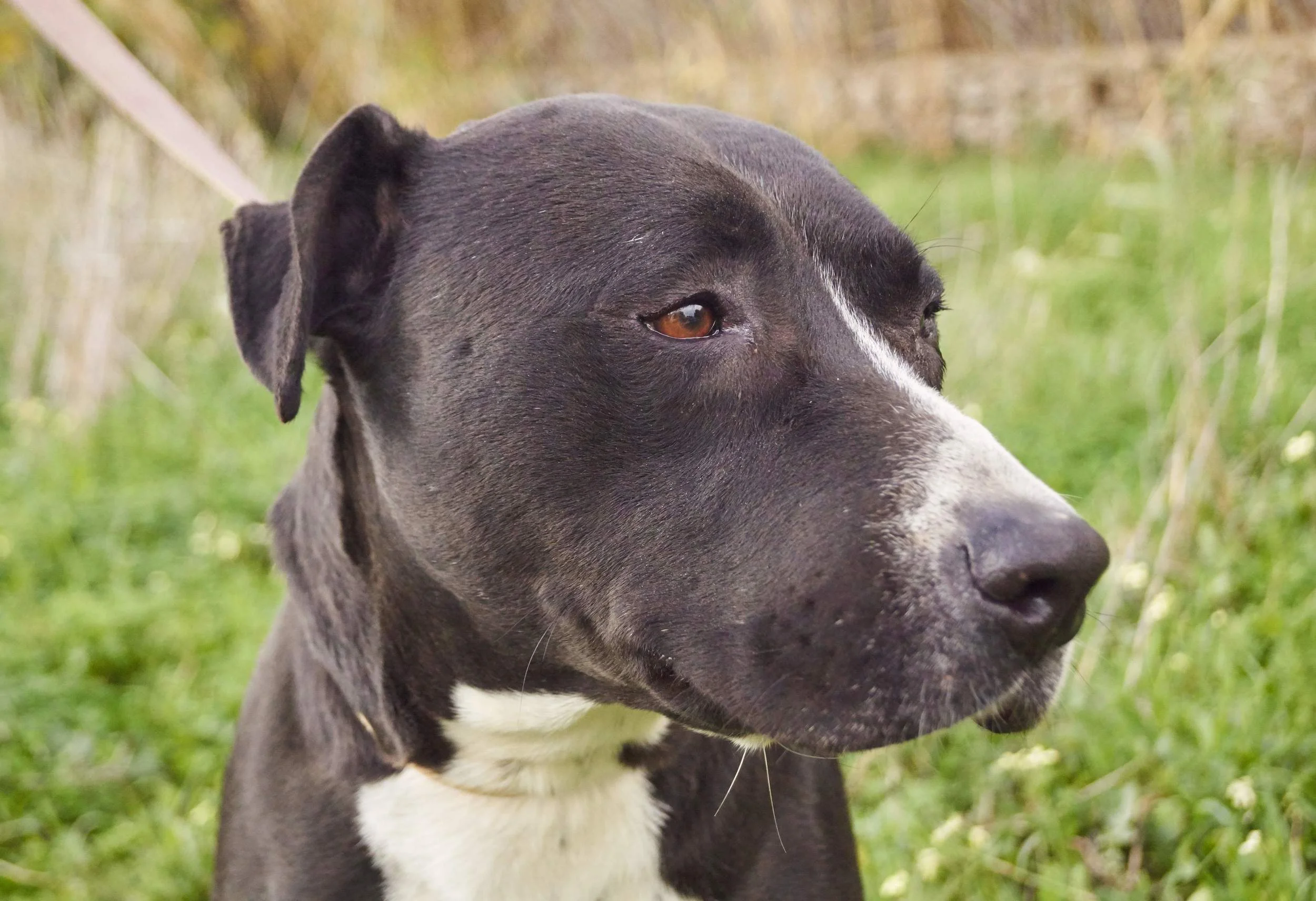 Jazz pitbull mix | Mykonos dog rescue and adoption 