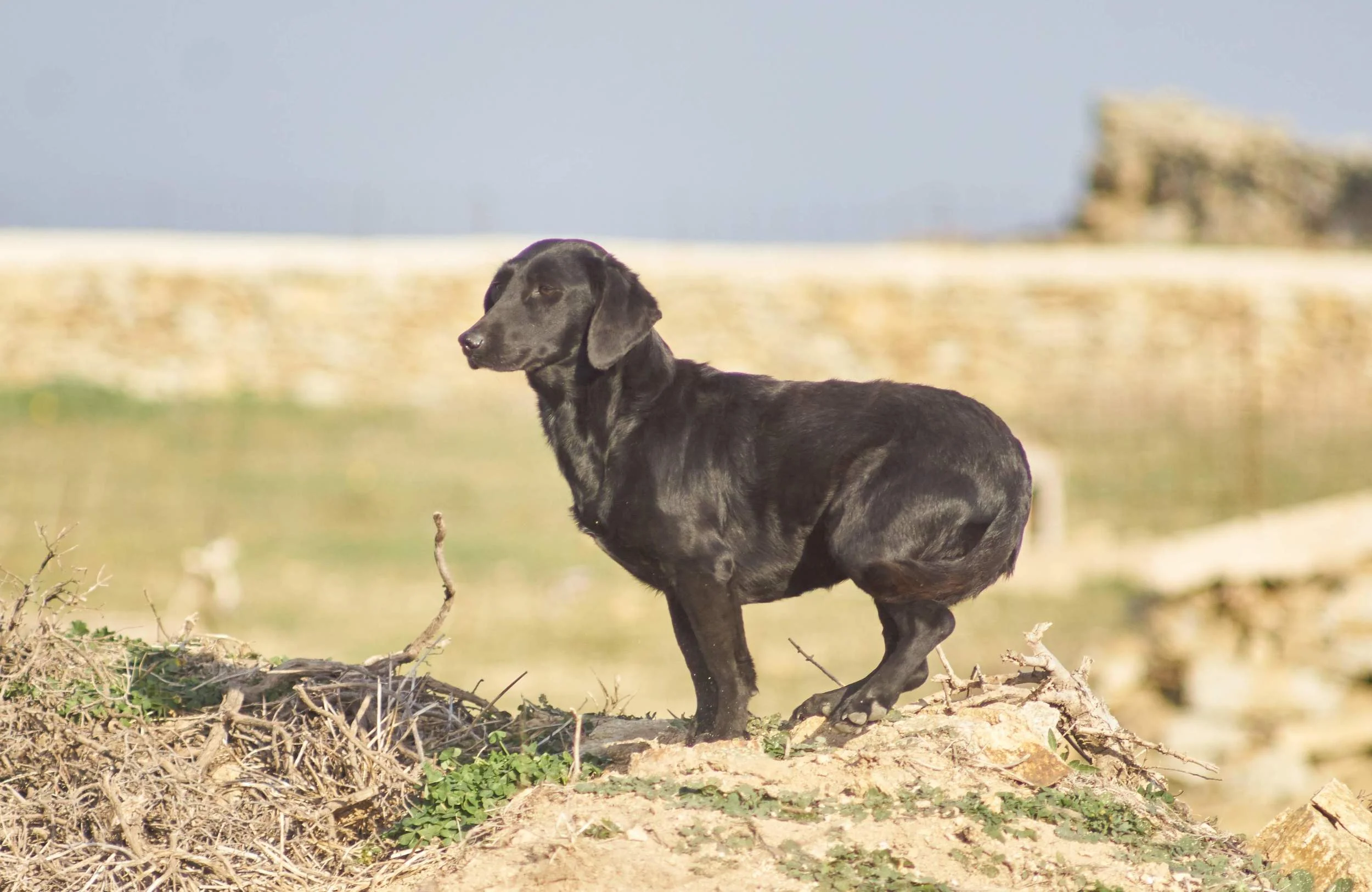 Sara Mix | Mykonos dog rescue and adoption