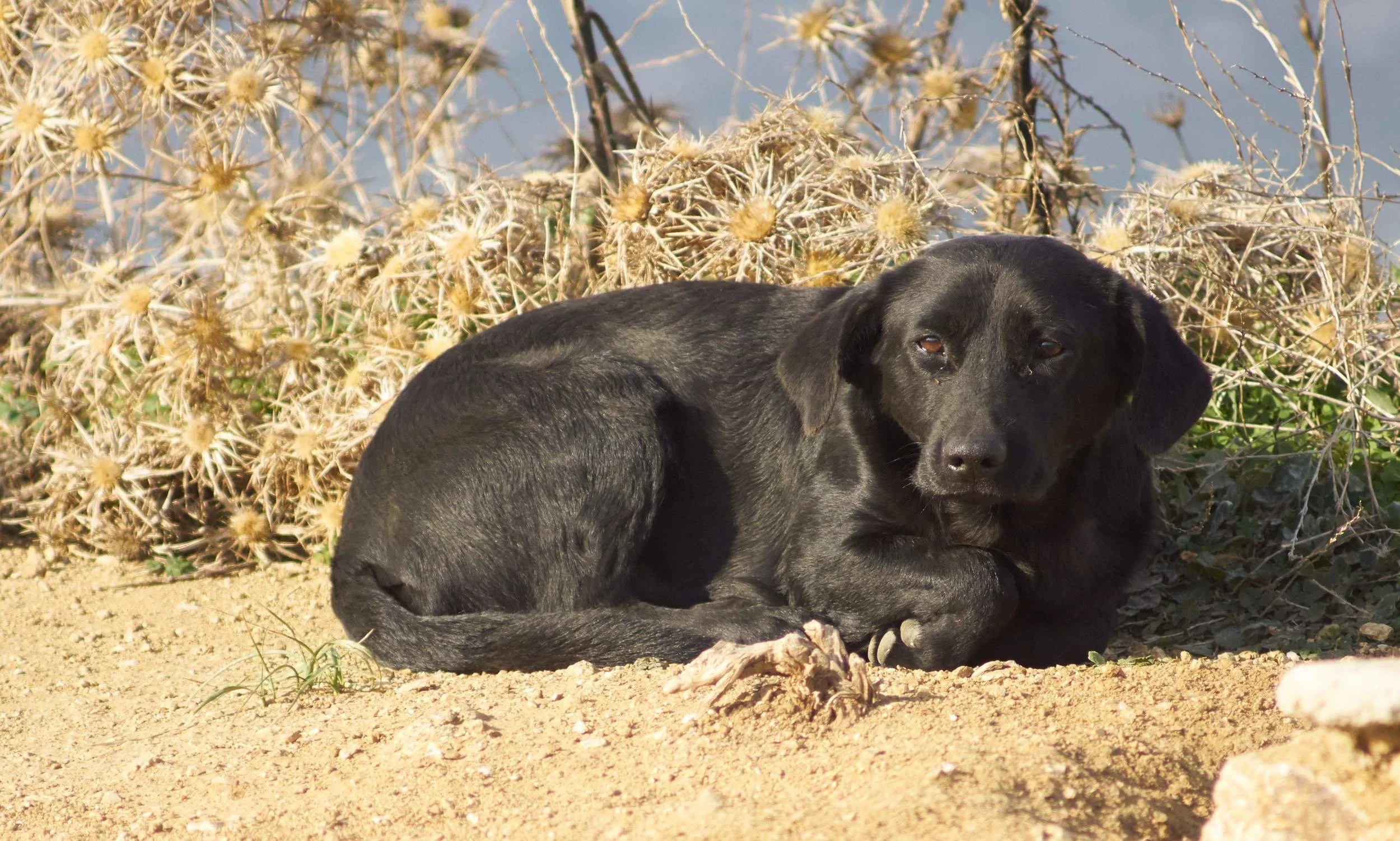 Koko Mix | Mykonos dog rescue and adoption | Maryam Horri | BrilliantSmile